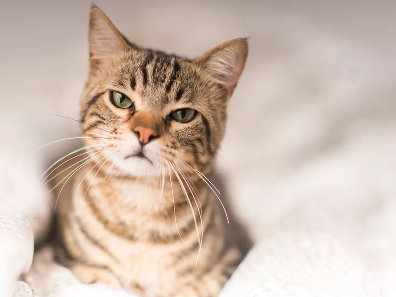 Young beautiful cat at home
