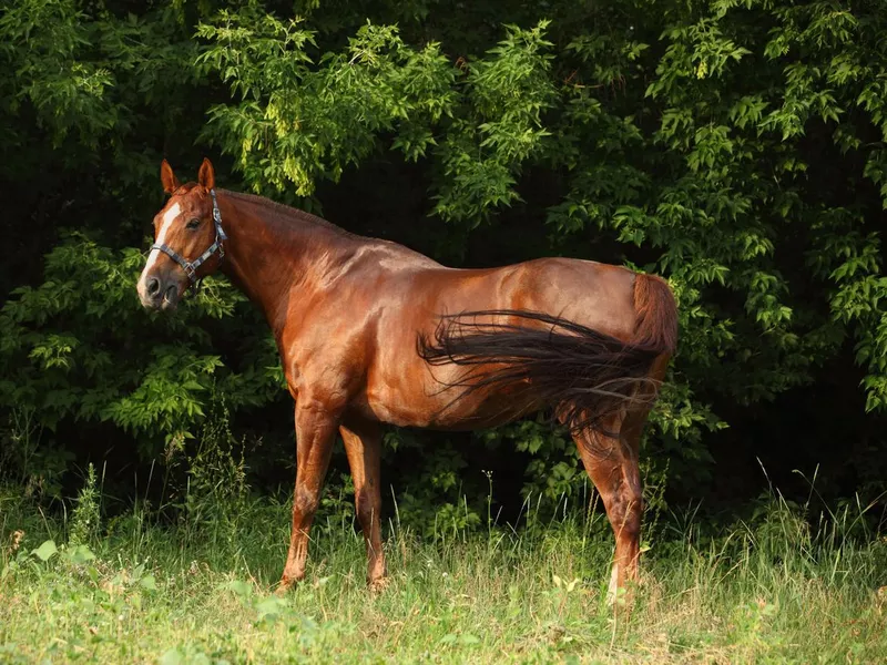 Hanoverian