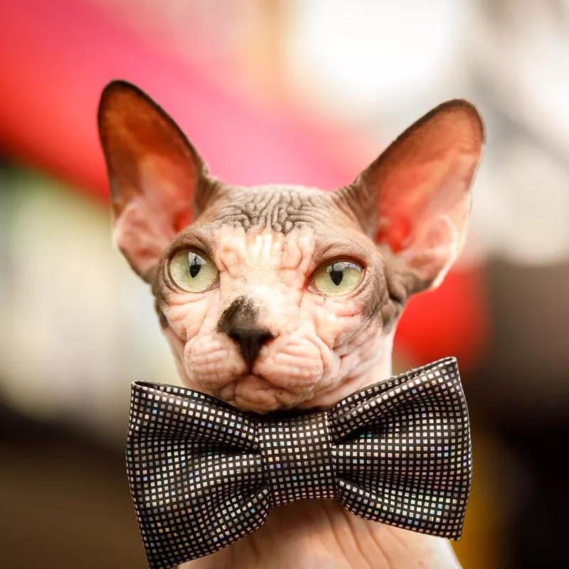 Sphynx talkative cat