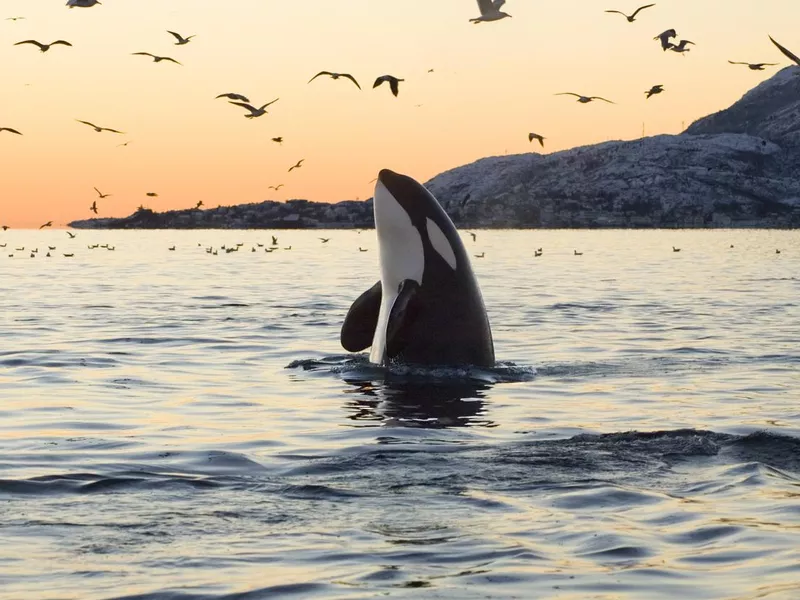 Big Orca Sunset