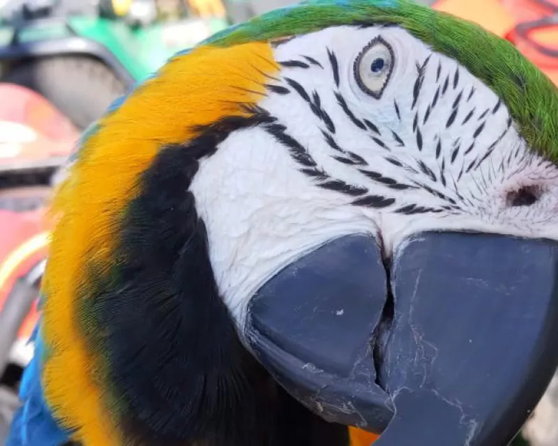 Brightly colored pet parot