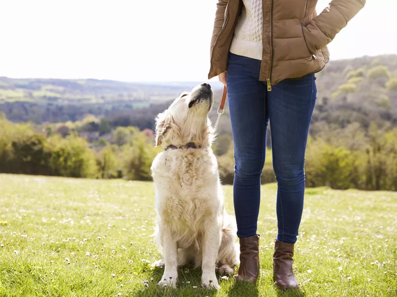Golden retriever on a walk in the countryside