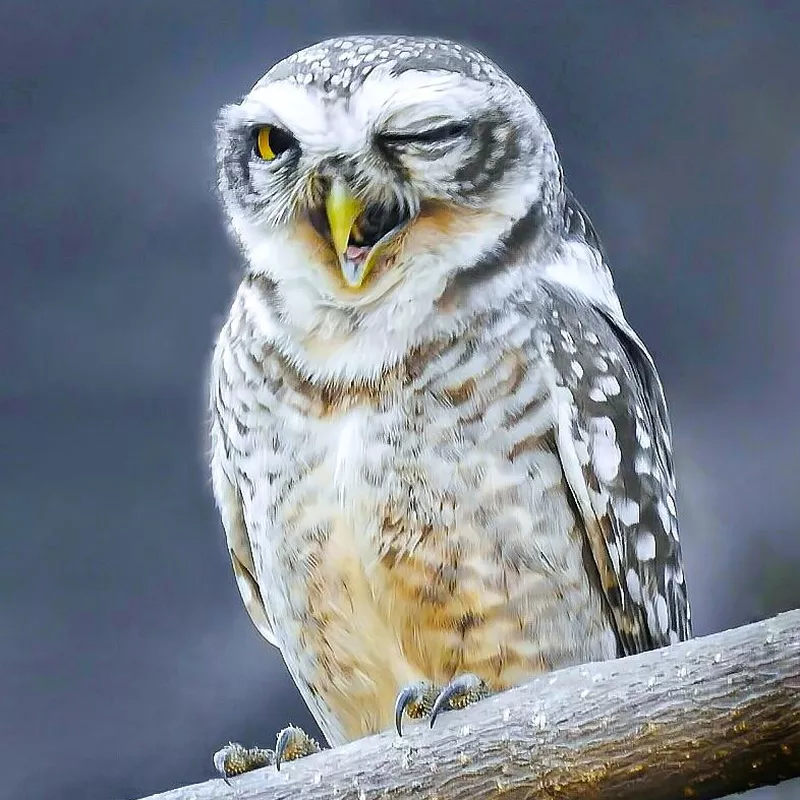 Owl