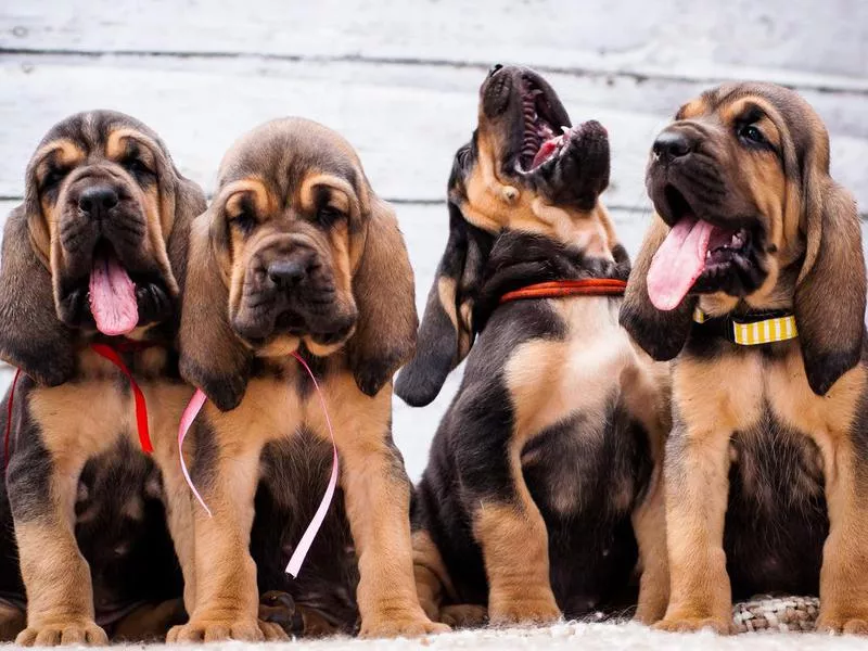 Bloodhound puppies