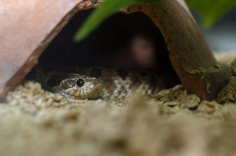 Eastern hog-nosed snake