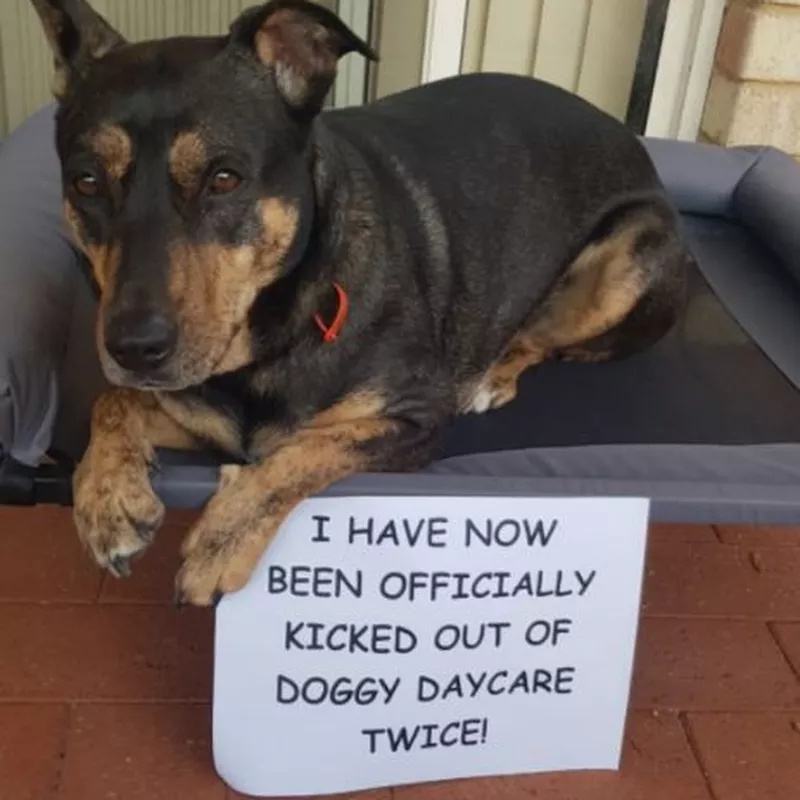 Kicked out of doggy daycare