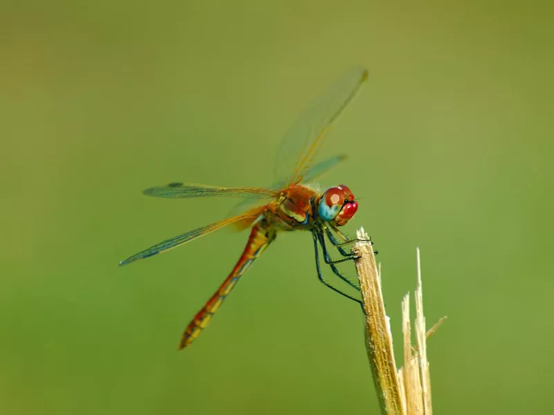 Red dragonfly on a stem