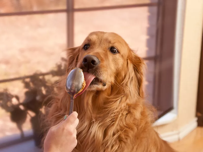 Feeding a Golden Retriever Peanut Butter