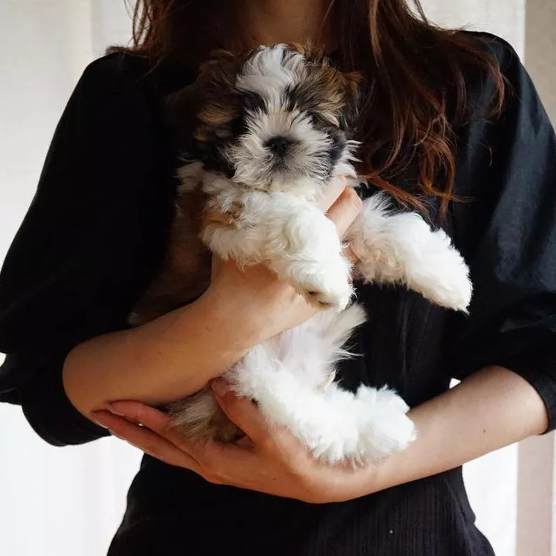 Fluffy Shih Tzu