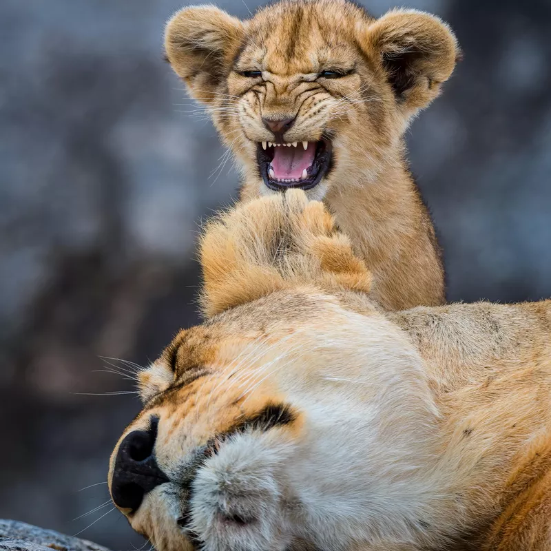 Lioness and lion cub