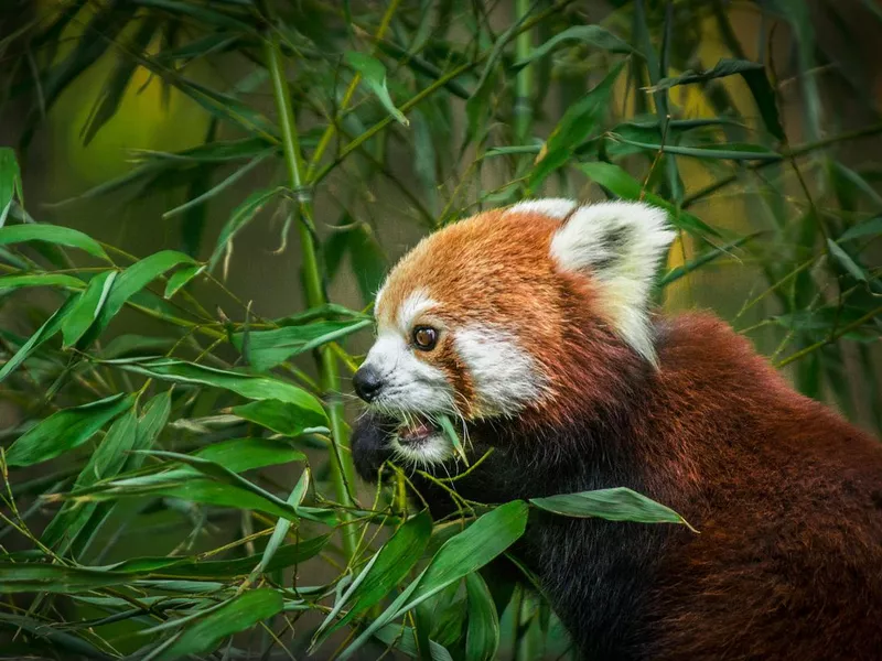 Red panda eating bamboo leaves