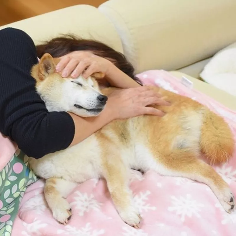 Shiba Inu snuggling