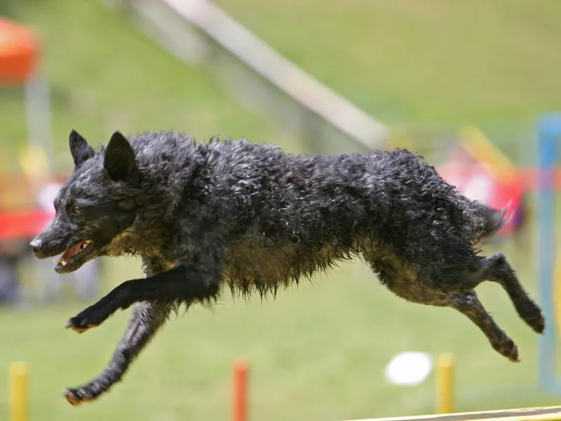 Mudi running obstacle course