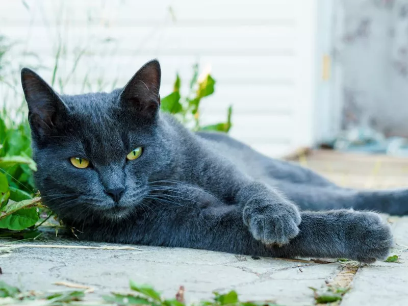Grey cat