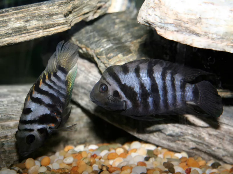 Convict Cichlids