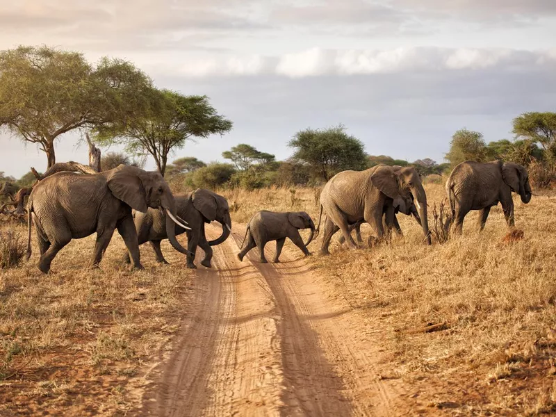 Elephant family at dawn in Africa