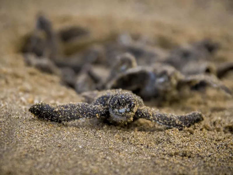 Leatherback Turtle Hatchling