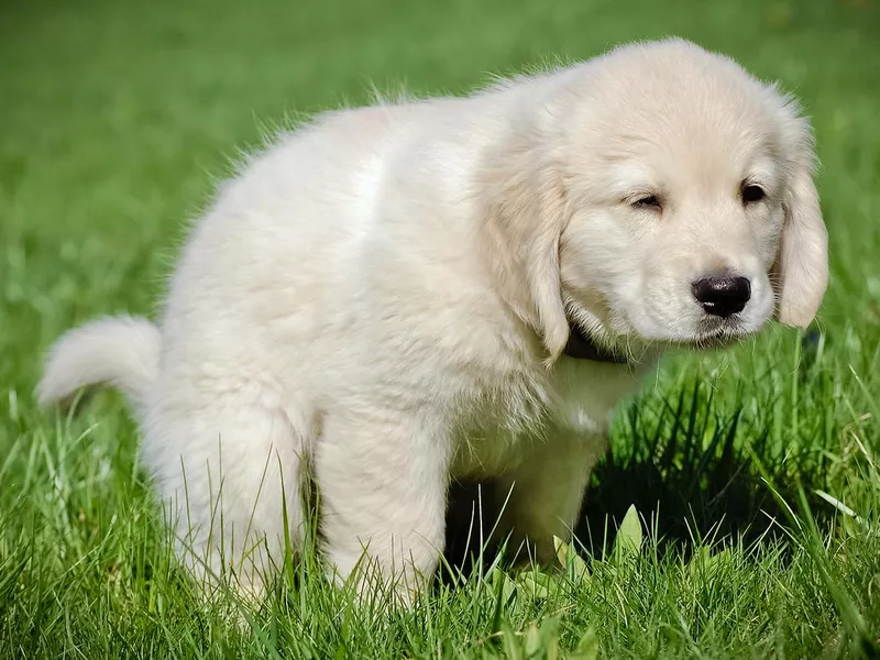 Potty training for puppy