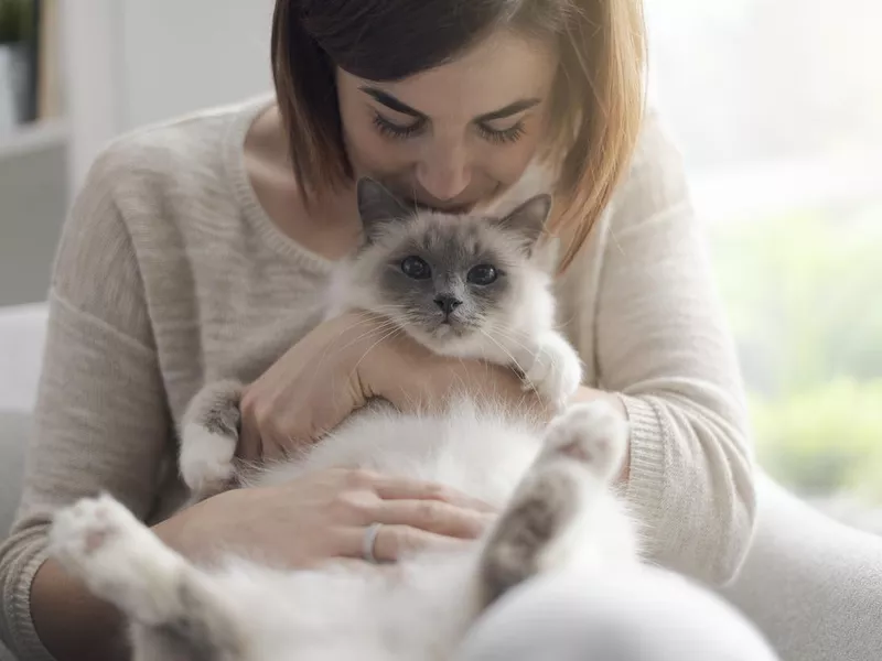 Birman cat