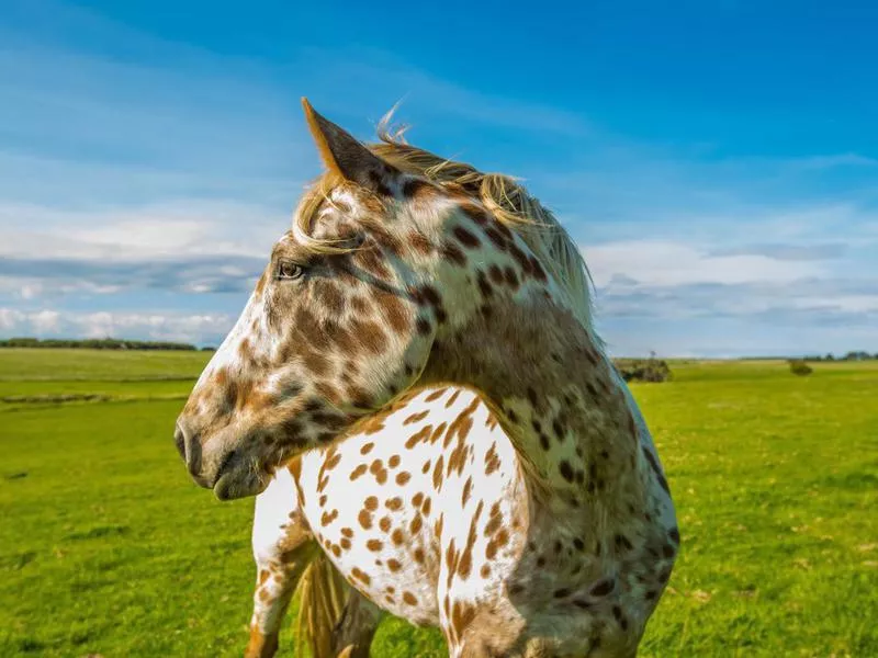 Appaloosa portrait