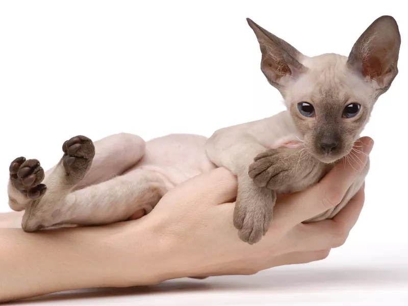 Brown Peterbald cat