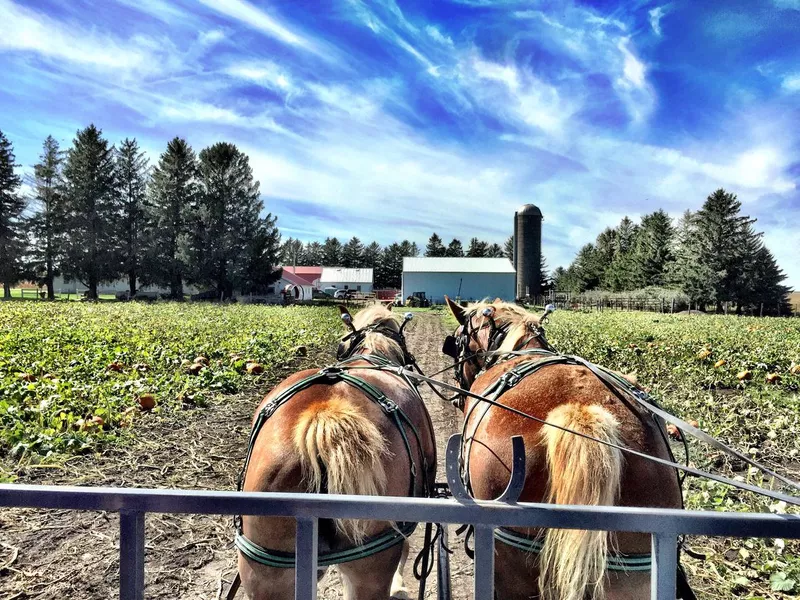 Belgian draft horses pulling a trailer