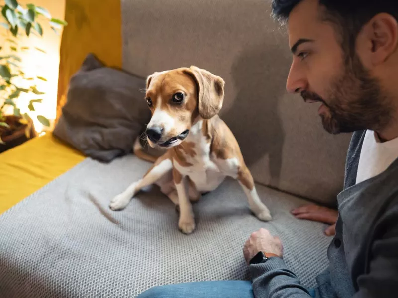 Man scolding his beagle dog