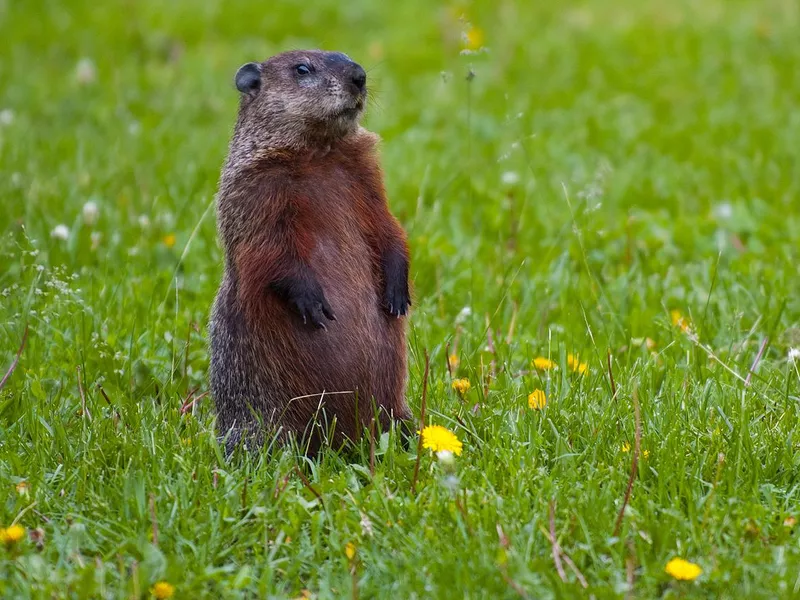 Groundhog standing