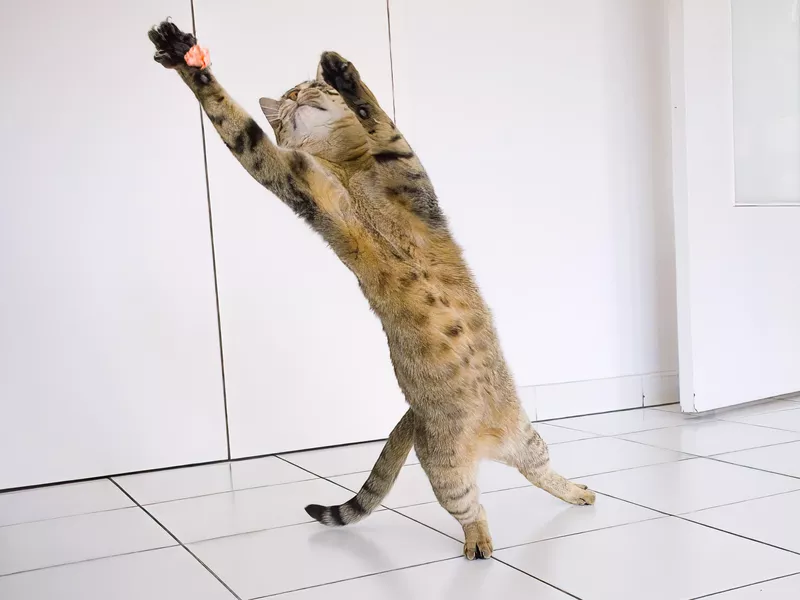 animal chat insolite