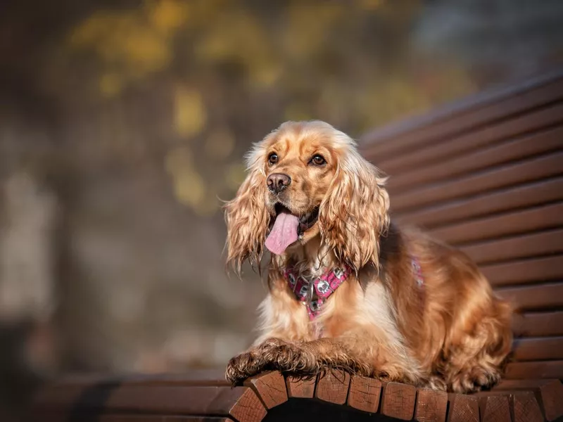 English cocker spaniel on a bench