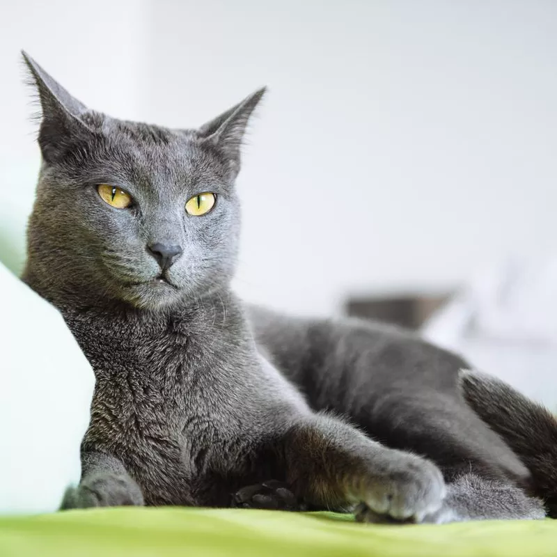 Russian Blue
