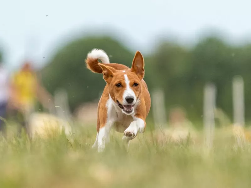 Basenji