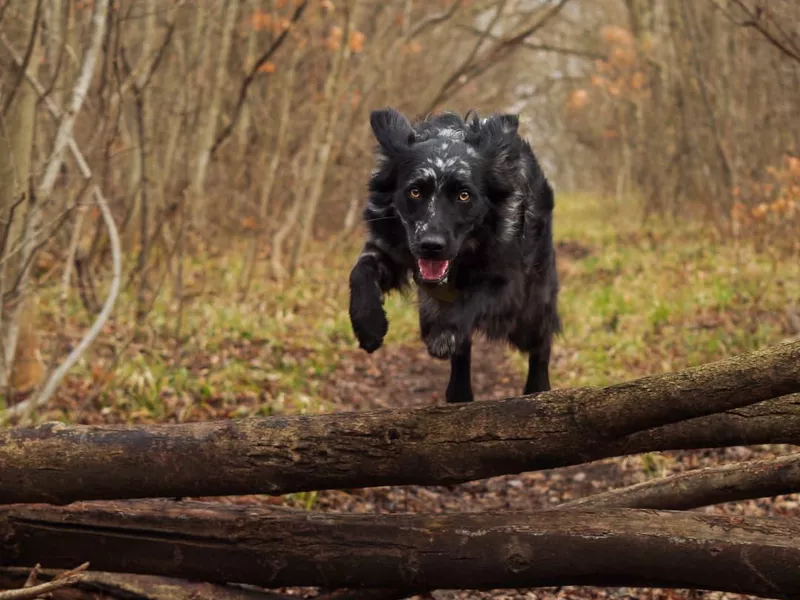 Bounding through the forest
