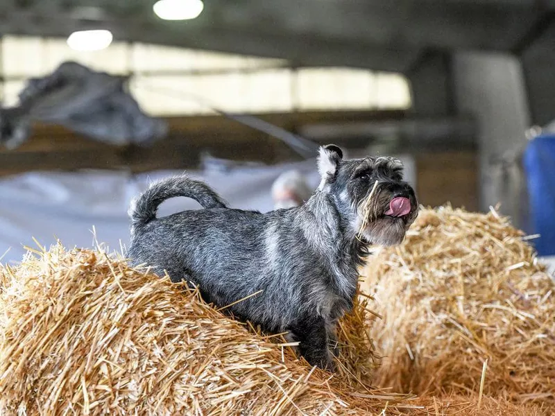 Dog in Barn