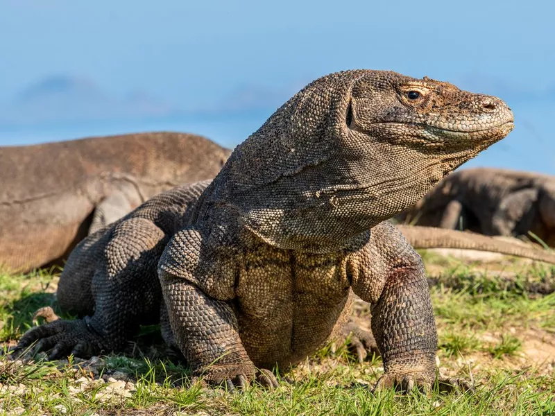 Komodo Dragon