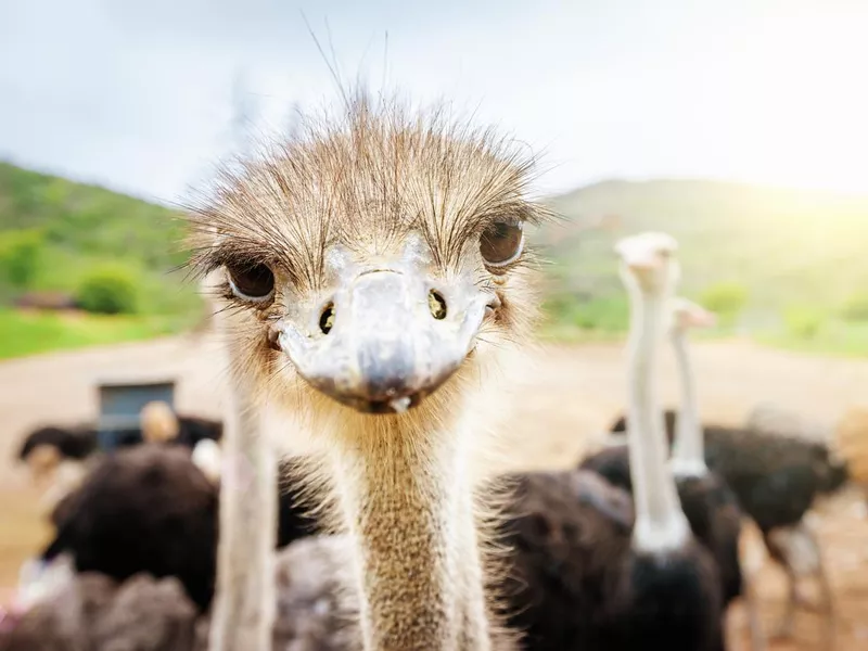 Curious Ostrich