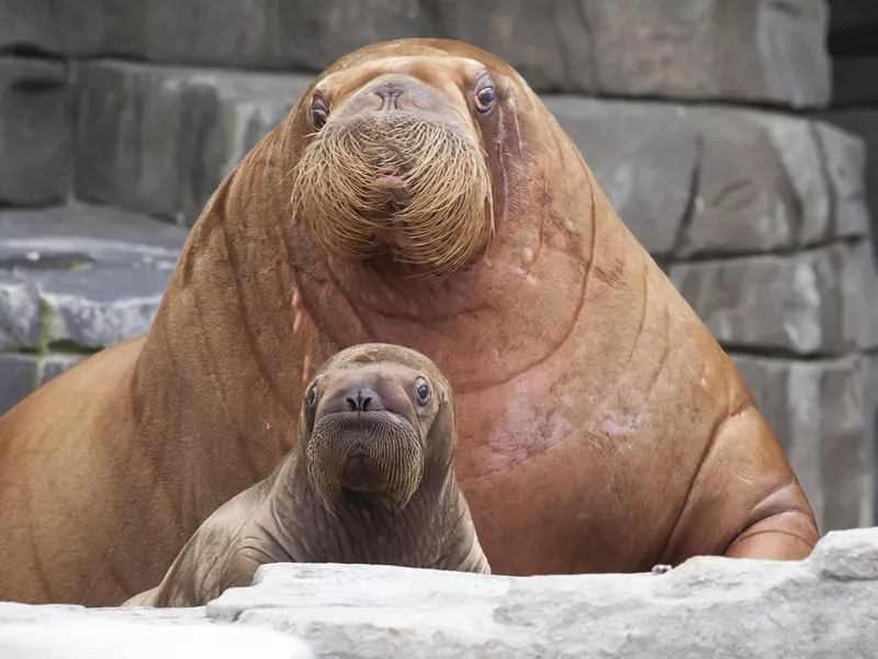 Mother walrus with baby