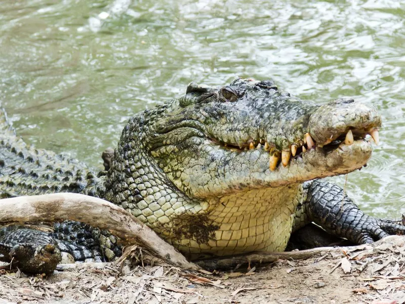 Saltwater Crocodile in Australia