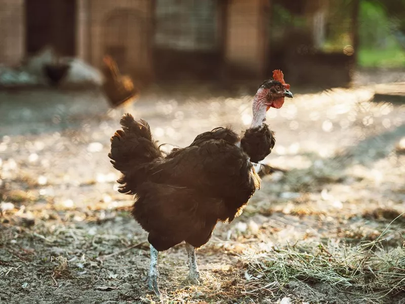 Naked neck rooster