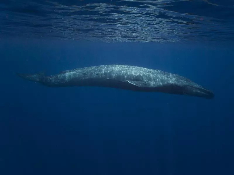 whale