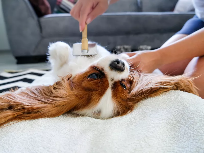 Grooming the cute dog in living room