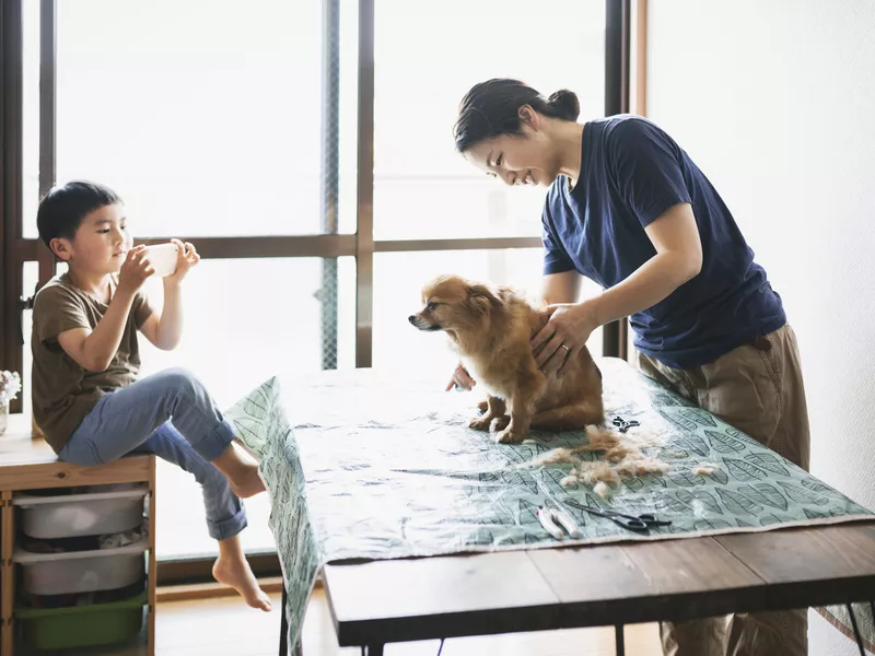 Mother and son trimming her dog's fur at home
