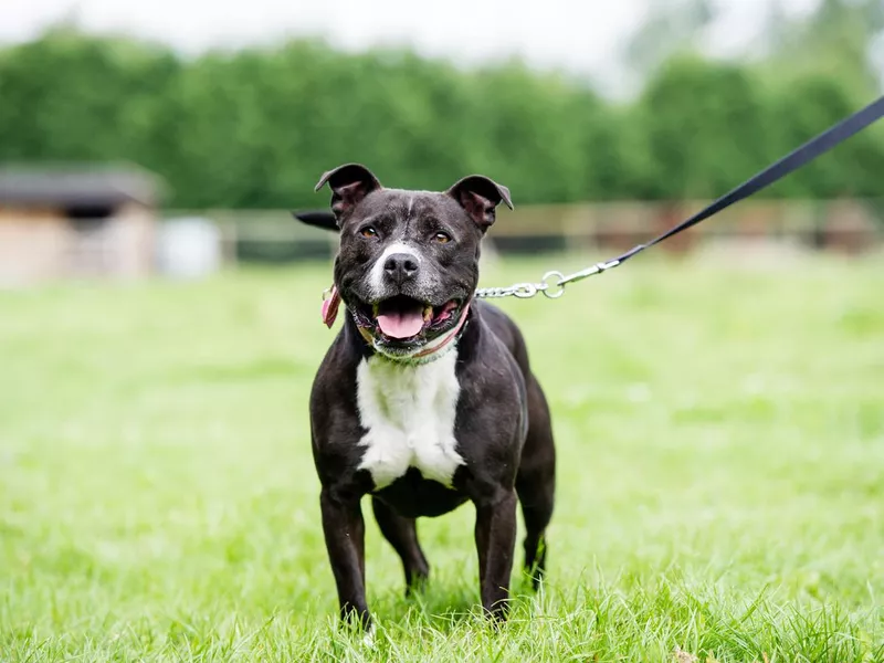 Staffordshire Bull Terrier