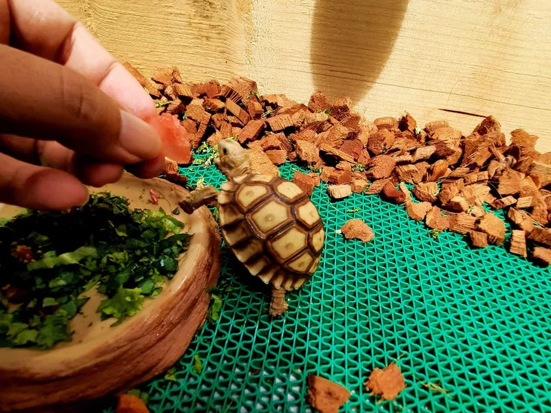 Baby sulcata