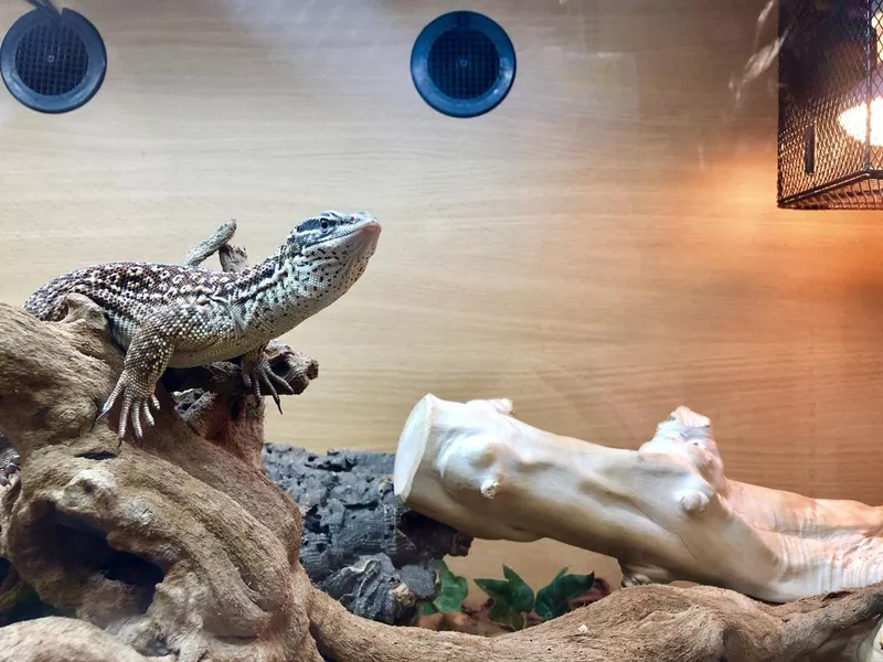 Image of Ackies dwarf monitor lizard (Varanus acanthurus) warming under heat lamp in a vivarium / terrarium