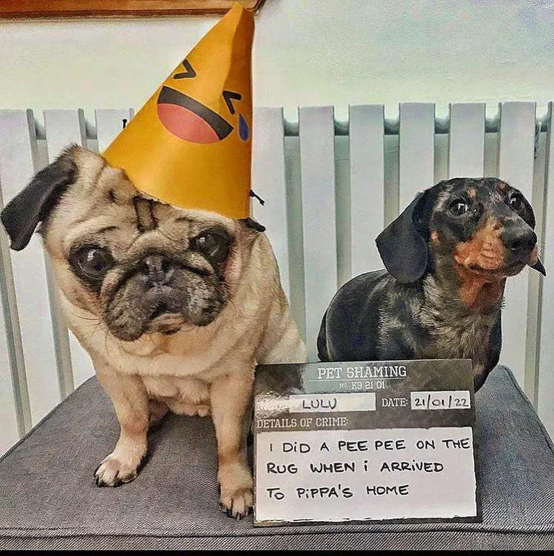 Dog peed on rug