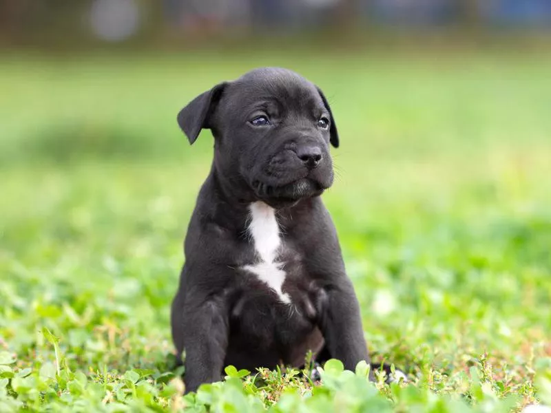 American Staffordshire terrier puppy