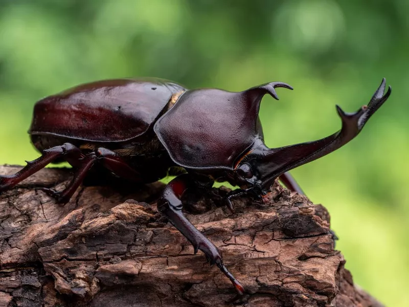 Rhinoceros beetle