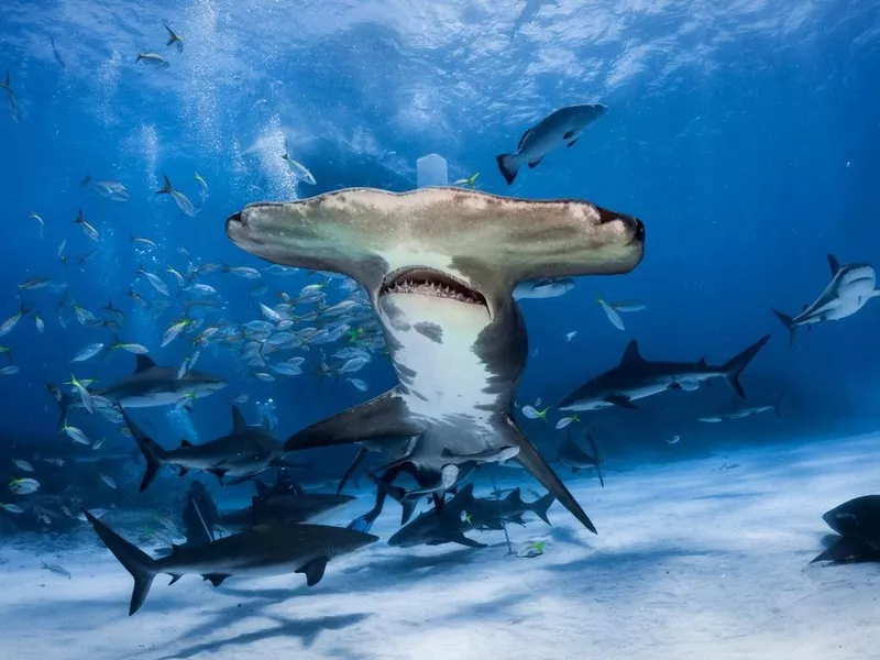 Hammerhead shark swimming with fish