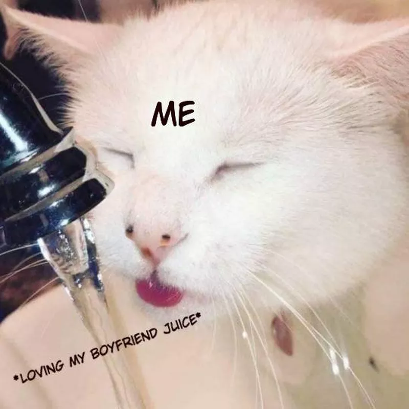 cat drinking water from sink